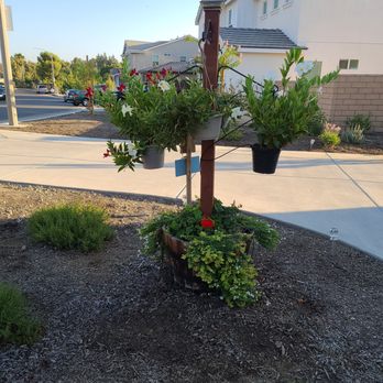 Structure Landscape & Irrigation - Brought my planter back to life with drip lines! - Landscaping Near Me - Riverside, California