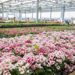 Green Acres Nursery & Supply