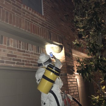 Bee Safe Bee Removal - Bee fellow Howard - Pest Control Near Me - Dallas, Texas Bee Safe Bee Removal - Bee fellow Howard - Pest Control Near Me - Dallas, Texas
