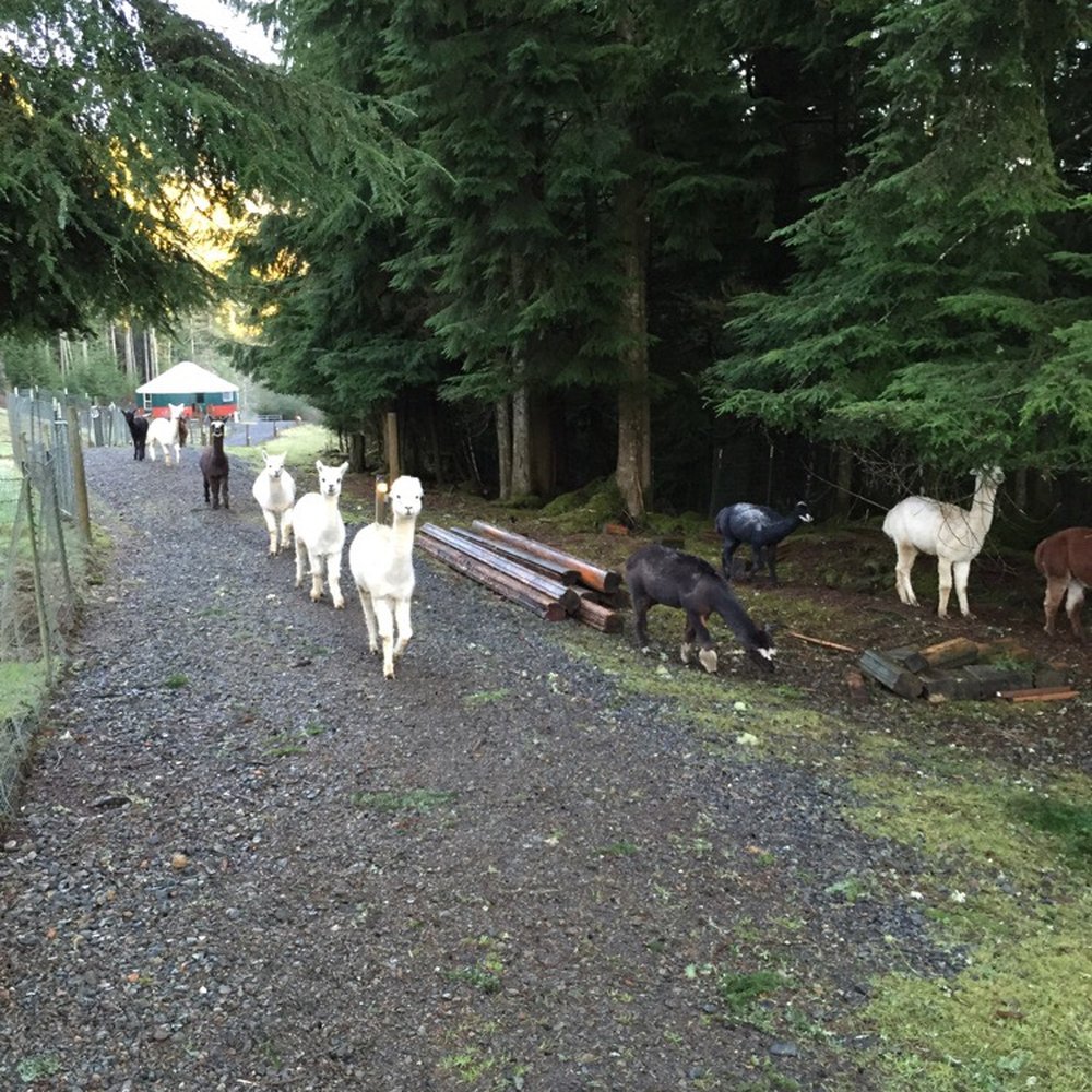 Paca Pride Guest Ranch - The cute animals! - Hiking Near Me - Granite Falls, Washington