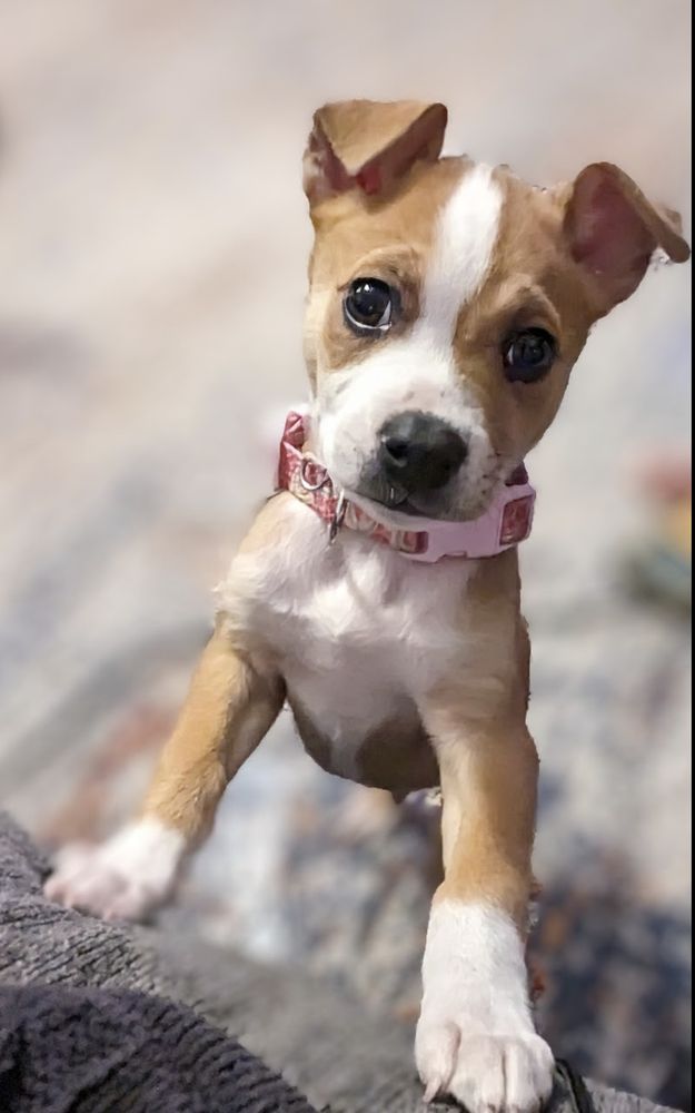 Bark Buddies Academy - pet boarding facility in Jacksonville, FL