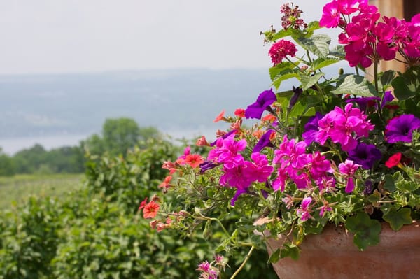 Lamoreaux Landing Wine Cellars by null