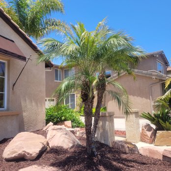 Gone With The Weeds - These palms were drooping and looking sad until they were trimmed. - Landscaping Near Me Gone With The Weeds - These palms were drooping and looking sad until they were trimmed. - Landscaping Near Me
