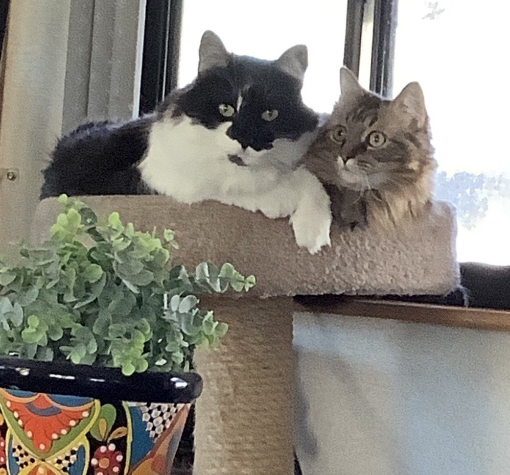 BLUE RIBBON PET SITTING Updated September 2024 Las Cruces, New