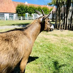 Plopsaland - Geitjes aaien