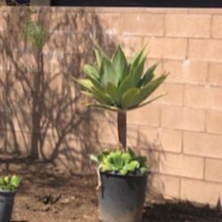 La Vista Nursery - Plants he drop off