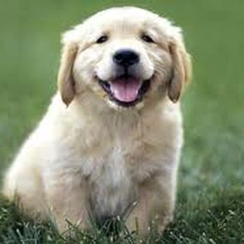 In Home Veterinary Care - Veterinarians Near Me In Home Veterinary Care - Veterinarians Near Me
