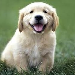 In Home Veterinary Care