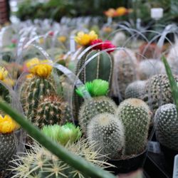 Little Mountain - Shop Succulents