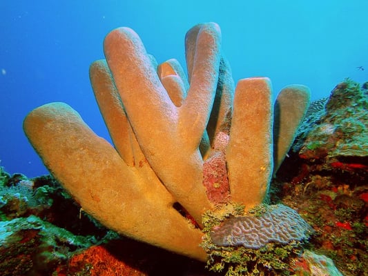 Underwater World by null