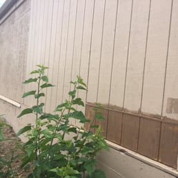 Mis-matched paint with dry rot repair.