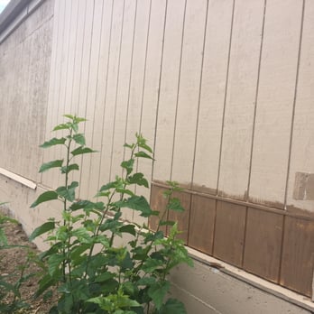 Big Time Pest Control - Mis-matched paint with dry rot repair. - Pest Control Near Me - Anderson, California