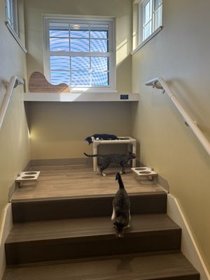 Five Acres Animal Shelter by null