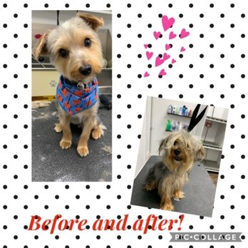 Dog Planet NY - Pet Boarding Near Me - Astoria, New York Dog Planet NY - Pet Boarding Near Me - Astoria, New York