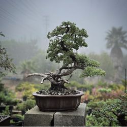 California Bonsai Studio - Juniper bonsai