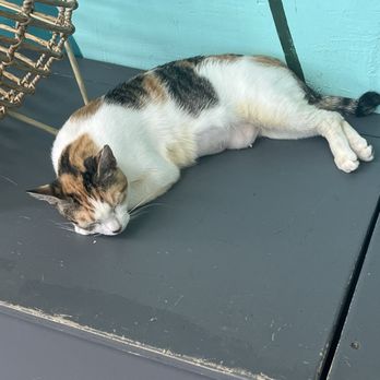 Hawai'i Cat Café - Sleepy kitty - Pet Adoption Near Me - Honolulu, Hawaii