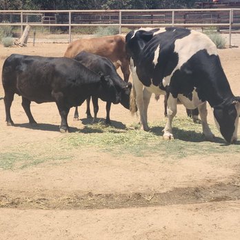 Farm Sanctuary - Animal Shelters Near Me - Acton, California Farm Sanctuary - Animal Shelters Near Me - Acton, California