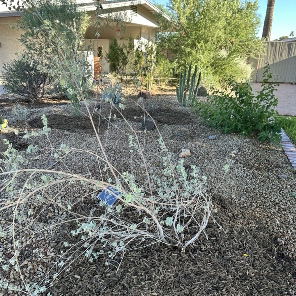 Arizona Worm Farm - Compost and mulch from Arizona Worm Farm around Desert Lavender. - Attraction Farms Near Me - Phoenix, Arizona Arizona Worm Farm - Compost and mulch from Arizona Worm Farm around Desert Lavender. - Attraction Farms Near Me - Phoenix, Arizona