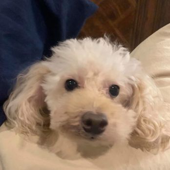 Roanoke Valley SPCA - In honor of Louie who passed away at age 18, I am donating his food. - Animal Shelters Near Me - Roanoke, Virginia Roanoke Valley SPCA - In honor of Louie who passed away at age 18, I am donating his food. - Animal Shelters Near Me - Roanoke, Virginia
