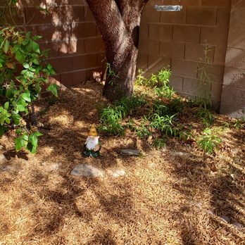 Jr's Lawn Maintenance - Backyard corner, 2 seasons of leaves fell from this tree - Landscaping Near Me - Henderson, Nevada