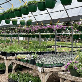 Digger O'Dell Nurseries - Flats & baskets galore - Nurseries & Gardening Near Me - Arlington, Tennessee Digger O'Dell Nurseries - Flats & baskets galore - Nurseries & Gardening Near Me - Arlington, Tennessee