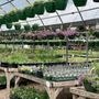 Photo of Digger O'Dell Nurseries