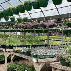 Digger O'Dell Nurseries - Flats & baskets galore