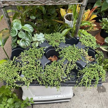 ManhattanFlorist.com - String of Pearls and others - Florists Near Me - New York, New York
