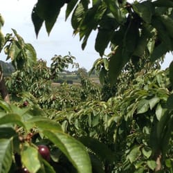 Cherryhill Orchards