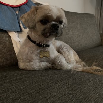 Las Vegas Spaw - Pet Groomers Near Me - Las Vegas, Nevada
