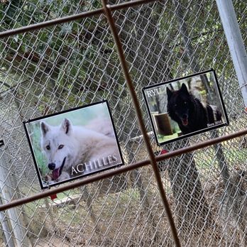 Saint Francis Wolf Sanctuary - Animal Shelters Near Me - Navasota, Texas Saint Francis Wolf Sanctuary - Animal Shelters Near Me - Navasota, Texas