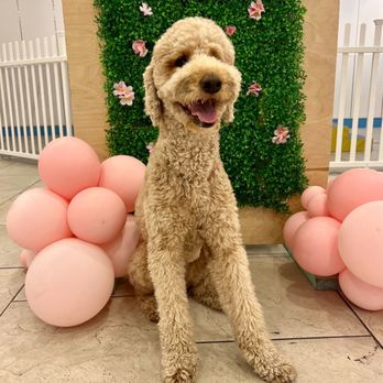 Dog Bar - Dog Parks Near Me - Pleasanton, California Dog Bar - Dog Parks Near Me - Pleasanton, California