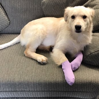 Tails of Rescue - Fox in socks - Animal Shelters Near Me - Redding, California Tails of Rescue - Fox in socks - Animal Shelters Near Me - Redding, California