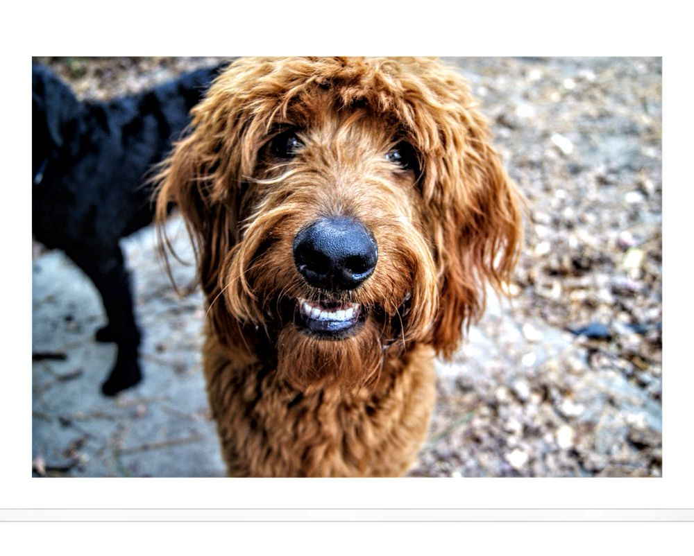 CHARLESTON GREEN DOG BOARDING Updated September 2024 Charleston