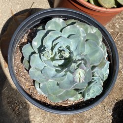 Succulent By Bessy - Echeveria atlantis
