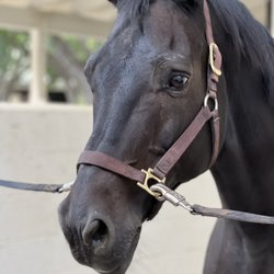 Bell Canyon Equestrian Center - Shadow