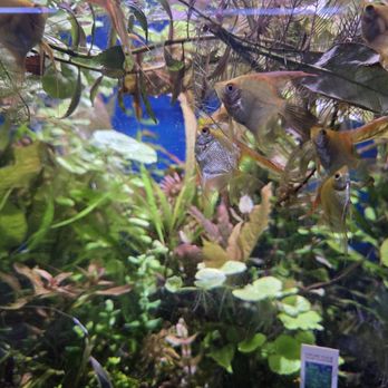 Sunken Ship Aquatics - Angel fish in a heavily Planted tank - Local Fish Stores Near Me - Caldwell, Idaho Sunken Ship Aquatics - Angel fish in a heavily Planted tank - Local Fish Stores Near Me - Caldwell, Idaho