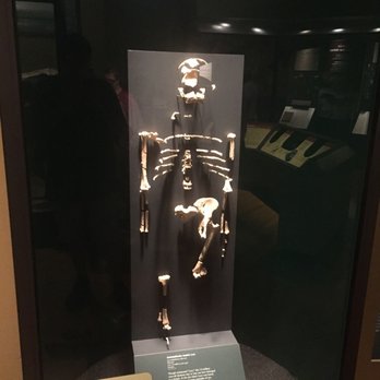 Field Museum - Museums Near Me - Chicago, Illinois Field Museum - Museums Near Me - Chicago, Illinois