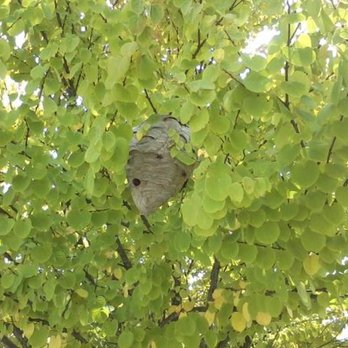 The Wasp Expert - Baldfaced hornet nest in a tree. - Pest Control Near Me The Wasp Expert - Baldfaced hornet nest in a tree. - Pest Control Near Me
