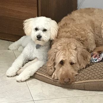Sue's Critter Care - Pet Sitting Near Me - San Diego, California Sue's Critter Care - Pet Sitting Near Me - San Diego, California