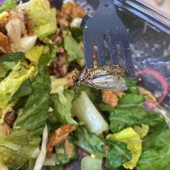 Chick-fil-A - Dead bug in salad - Fast Food Near Me - Decatur, Georgia
