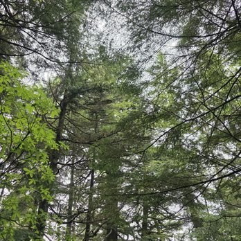 Icy Strait Point - A beautiful view as you look up into the trees - Travel Services Near Me - Hoonah, Alaska