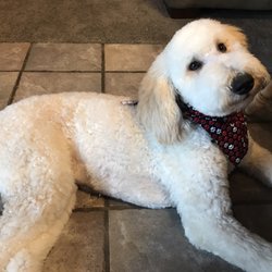 Home Away From Home Pet Spa