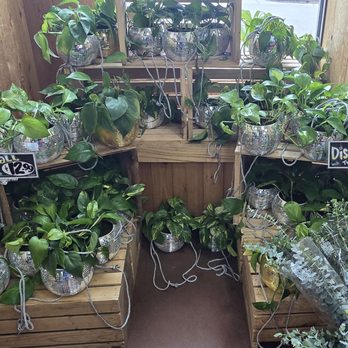 Trader Joe's - More greenery - Grocery Near Me - Winter Park, Florida Trader Joe's - More greenery - Grocery Near Me - Winter Park, Florida
