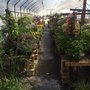 Photo of Reed's Greenhouse
