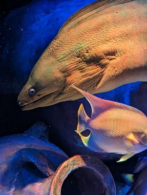 SEA LIFE San Antonio by null