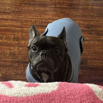 Jet's Pet Hospital - Veterinarians Near Me - Fullerton, California