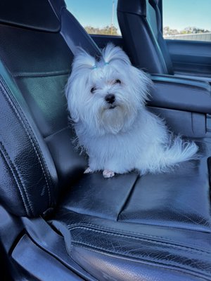 Best In Show Pet Grooming