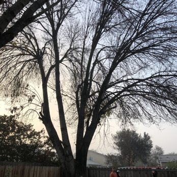 Travis Tree Service - Before picture - Tree Services Near Me - Fresno, California Travis Tree Service - Before picture - Tree Services Near Me - Fresno, California