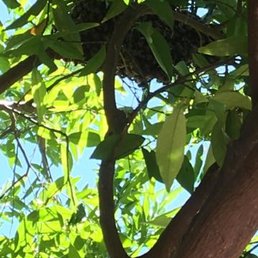 Look closely huge swarm of bees!